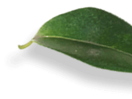 Enaya Care – Salon & Spa